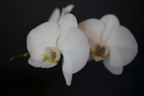 Arete Orchid-1